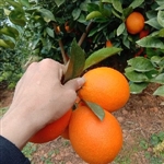 橙子